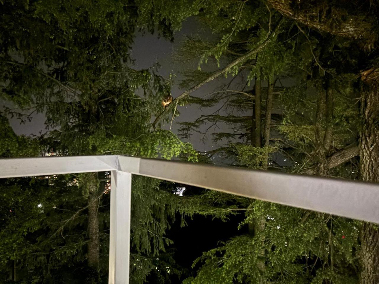 Hotel Jakhu Heights 심라 외부 사진